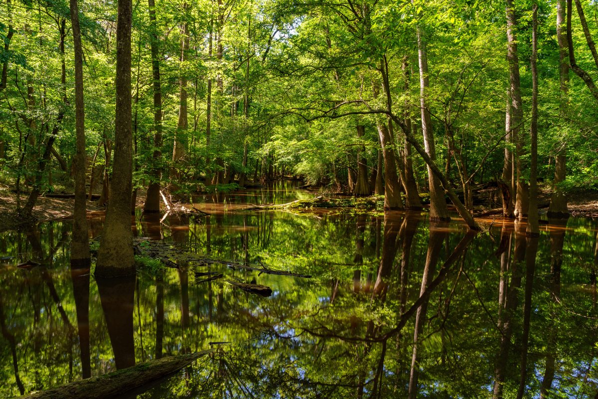 A serene Southern swamp or bottomland forest with still, tannin-rich water reflecting a lush green canopy of hardwoods and bald cypress trees. Dappled sunlight filters through the dense foliage, creating a tranquil, mirror-like scene with submerged…