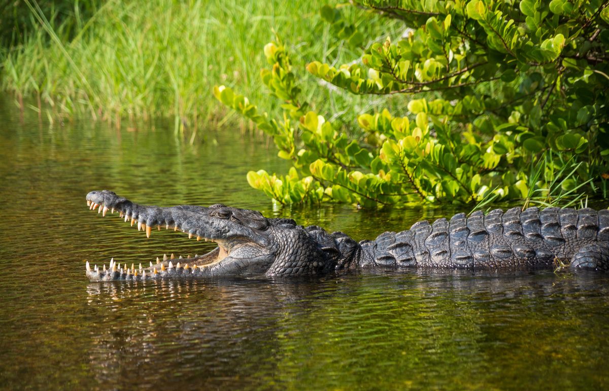 A large American alligator rests at the water's edge with its jaws wide open, surrounded by lush green mangroves and marsh grasses in warm, golden natural light. The scene captures the wild, subtropical wetland ecosystem of a Southern US national…