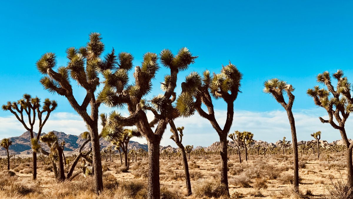 A striking grove of Joshua trees (Yucca brevifolia) stretches across an arid Mojave Desert landscape with rocky mountain formations in the background. The scene is bathed in bright midday sunlight under a vivid blue sky, conveying a classic American…