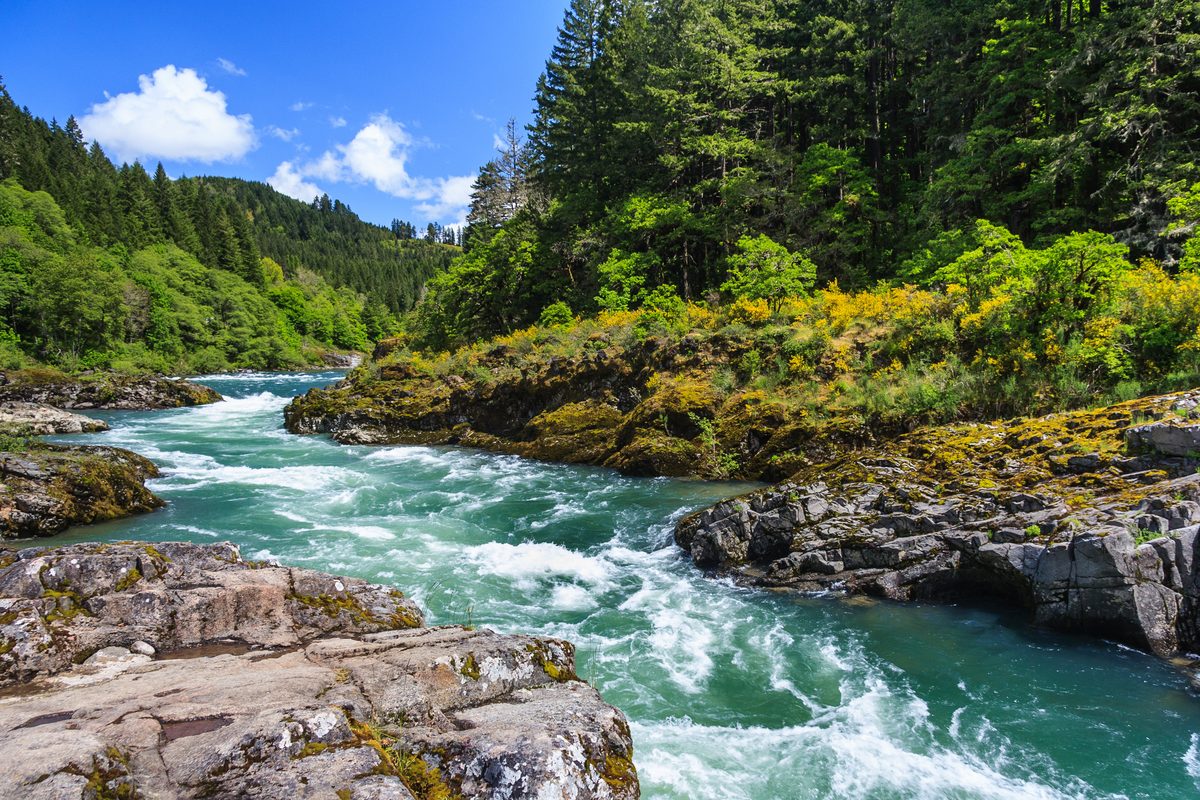 A rushing turquoise whitewater river cuts through moss-covered rocky outcrops surrounded by dense Pacific Northwest conifer and deciduous forest. Bright midday sunlight illuminates the vibrant greens and golden-yellow flowering shrubs under a vivid…