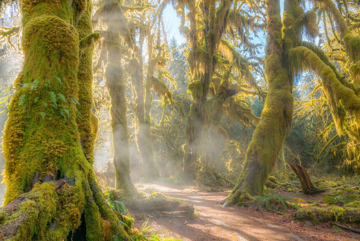 A misty, moss-draped old-growth forest path winds through towering bigleaf maple trees heavily blanketed in vibrant green moss, likely the Hoh Rain Forest in Olympic National Park. Golden rays of morning light pierce through the fog and hanging…