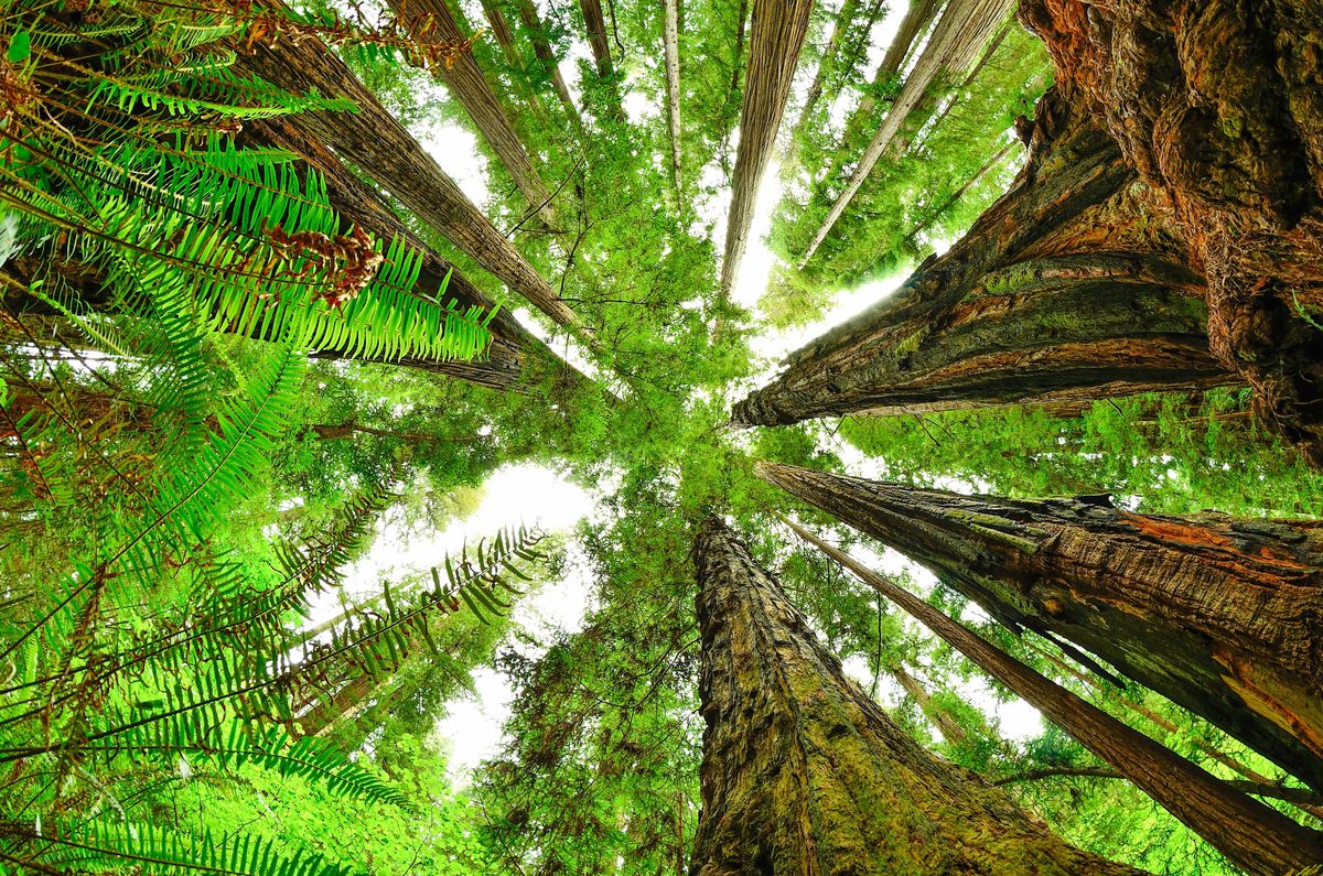 Coast redwoods rise overhead from the forest floor of Redwood National Park, California — fluted reddish trunks soaring out of dense sword ferns into a layered green canopy, viewed from below so the trees appear to lean inward toward a small circle of sky.