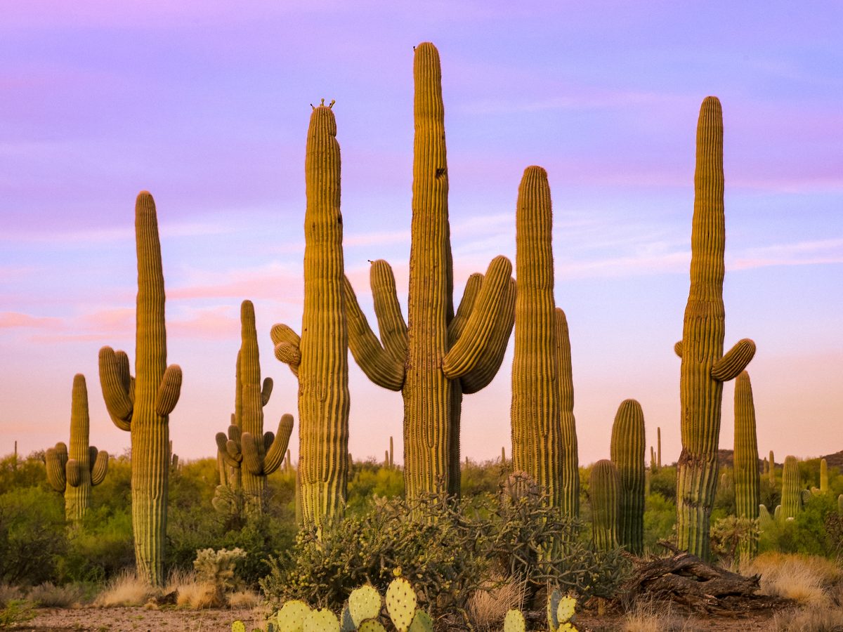A dense grove of towering saguaro cacti stretches across the Sonoran Desert landscape, bathed in the warm golden light of sunset beneath a soft purple and lavender twilight sky. The scene evokes a serene, timeless mood characteristic of the American…