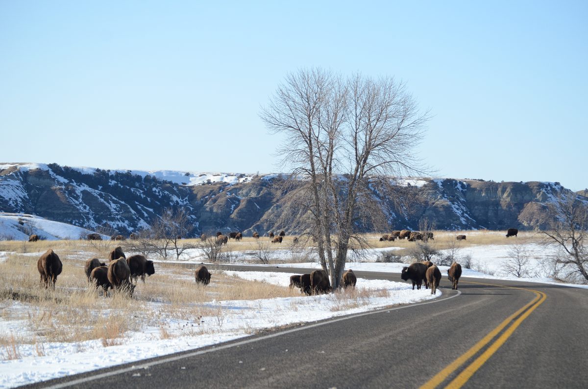 A large herd of American bison roams across a snow-dusted prairie alongside a two-lane road, with rugged badlands buttes and cliffs rising in the background under a clear winter sky. The scene conveys a wild, expansive mood with warm golden grasses…