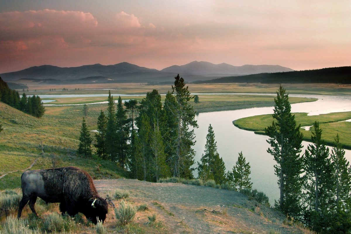 A lone bison grazes on a hillside overlooking the sweeping Hayden Valley in Yellowstone National Park, with the Yellowstone River meandering through lush meadows and distant mountain ranges bathed in a warm pink-hued sunset sky.